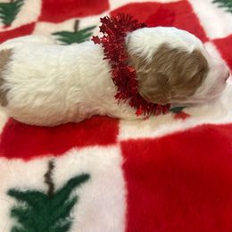 Biscuit - Parti male Goldendoodle puppy in Saint George, Utah from Ashlee's Goldendoodles