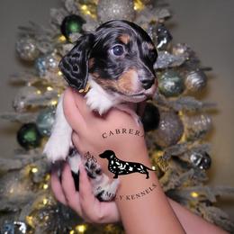 Charlie - Piebald male Dachshund puppy in Modesto, California from Cabrera Family Kennels