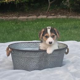 Tri Male - Black and tan male Pembroke Welsh Corgi puppy in Tenino, Washington from LoneStar Corgis NW