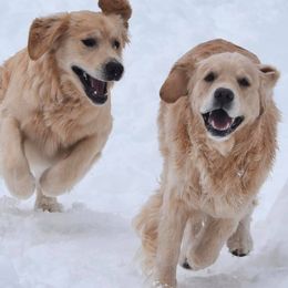 Golden Retrievers from Coldstream Goldens