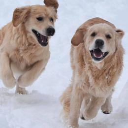 Golden Retrievers from Coldstream Goldens