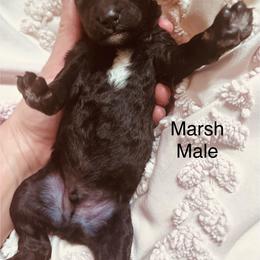 Marsh - Black male Poodle puppy in Woodleaf, North Carolina from Circle T Ranch K9s