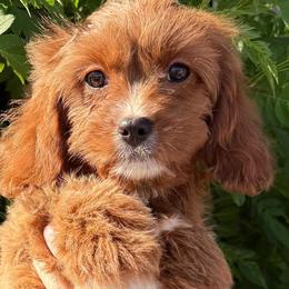 Gracie - Red female Cavapoo puppy in Tucson, Arizona from Adored Poodle & Doodles