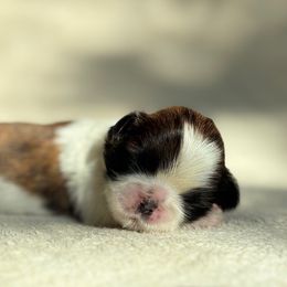 Daisy duck - Sable and white female Shih Tzu puppy in Las Vegas, Nevada from Vegas Shih Tzus