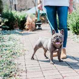 French Bulldogs from Thelma's Bullys