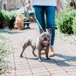 French Bulldogs from Thelma's Bullys