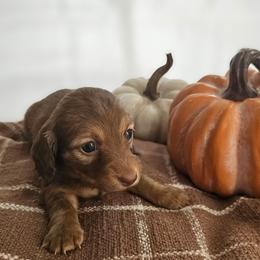 True - Chocolate and tan female Dachshund puppy in Loganville, Georgia from Royal Dackel Haus