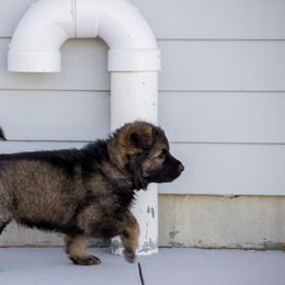 German Shepherd Puppies from Journey's German Shepherds (Kennel Vom Himmel)