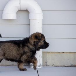 German Shepherd Puppies from Journey's German Shepherds (Kennel Vom Himmel)