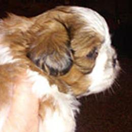Shih Tzu Puppies from Kuntry Tyme Shih Tzus