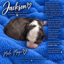 Jackson - Blue merle male Bernedoodle puppy in Milton, Florida from Sutton Place Doodles
