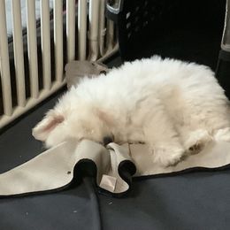 Coton de Tulear Puppies from Marnac