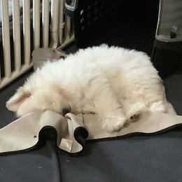 Coton de Tulear Puppies from Marnac