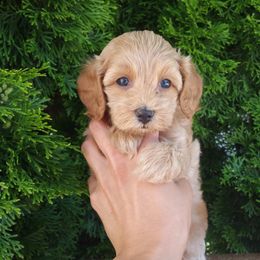 Elsa - Brown female Cockapoo puppy in Shipshewana, Indiana from Home Raised Cockapoos
