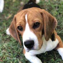 Fitz - Beagle