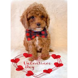 Bernedoodles, Golden Aussiedoodles, and Goldendoodles from Vallevistadoodles