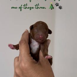Boy 2 - Red  male Goldendoodle puppy in Elk Grove, California from Doodles by Faith