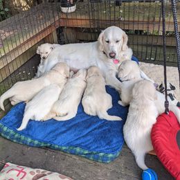 Golden Retriever Puppies from Carolyn Maddux's Golden Retrievers