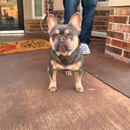Smarty - French Bulldog