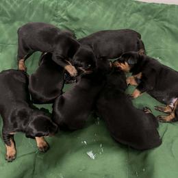 Boy 3 - Black and rust male Doberman Pinscher puppy in Centralia, Missouri from TopSpots Farm