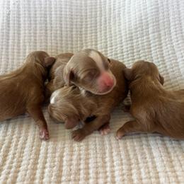 Cavapoo puppies from Dashing Dogs