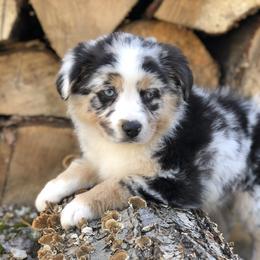 Miniature Australian Shepherd Puppies from Bear Pond Aussies