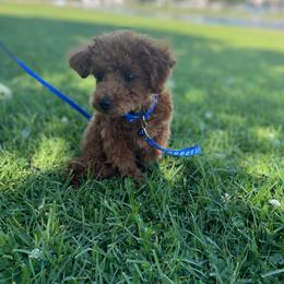 Bailey - Red  male Poodle puppy in Bakersfield, California from Pups and Paws Toy Poodles