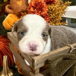 Cedar - Blue male Pembroke Welsh Corgi puppy in Paxton, Illinois from McGovern Family Corgis