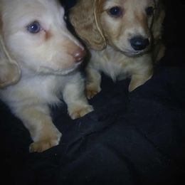 Dachshund Puppies from Atlasta Dachshunds