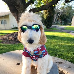Goldendoodle Puppies from Doodle Love 559