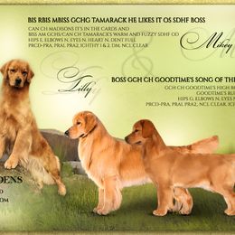 Golden Retriever puppies from Lone Rock Goldens
