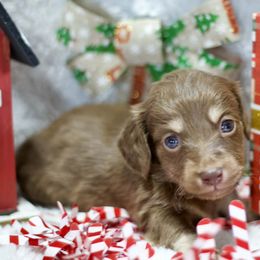 Lance - Chocolate and cream male Dachshund puppy in Bellville, Ohio from JK Mini Doxies