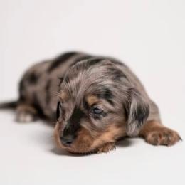 Roscoe - Dapple male Dachshund puppy in Norman, Oklahoma from Liberty Acres OK