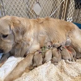 Crème - Golden female Golden Retriever puppy in Los Angeles, California from Heart Hill Goldens