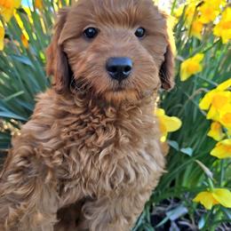 Rory - Red male Cavapoo puppy in Erda, Utah from Country Lane Doodles