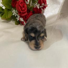 Max - Dapple male Dachshund puppy in Smicksburg, Pennsylvania from TLC Dachshunds