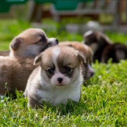 Sweet Pie - White and red female Pembroke Welsh Corgi puppy in Williams, California from Half Hitch Corgis