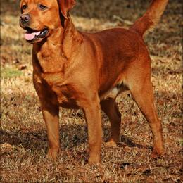Blaze - Labrador Retriever