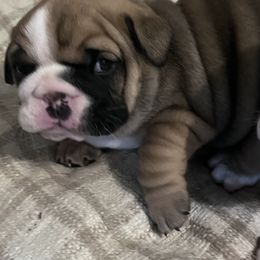 Bulldog Puppies from K&D Bulldogs