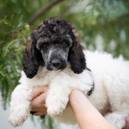 Sable Parti Female - Parti female Poodle puppy in Jacksonville, Florida from Lolo’s Aussiedoodle