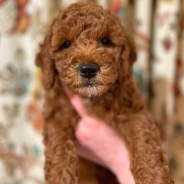Goldendoodle Puppies from Goldendoodle Utah