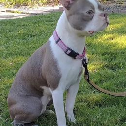 Boston Terriers and Rat Terriers from Sugar Baby Bostons