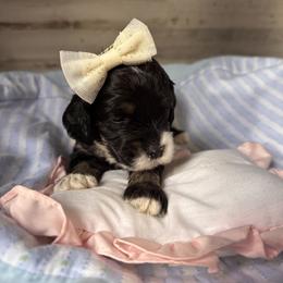 Girl 1 - female Cockapoo puppy in Richton, Mississippi from Magnolia Hill Doodles