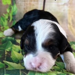 Boy 3 - Goldendoodle puppy from Island Doodles of Georgia