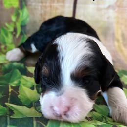 Boy 3 - Goldendoodle puppy from Island Doodles of Georgia