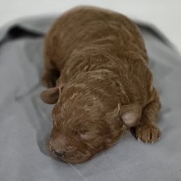 Poodle puppies from Simply Poodle