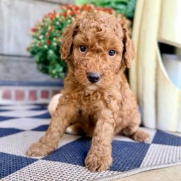Girl 3 - Red  female Goldendoodle puppy in Philadelphia, Mississippi from Oakie Doodles