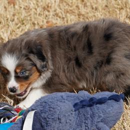 Girl 2 - Blue merle female Miniature Australian Shepherd puppy in Lawton, Oklahoma from Lindsey’s Aussies