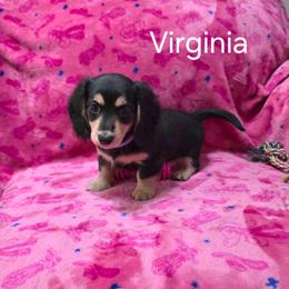 Virginia - Black and cream female Dachshund puppy in Bedias, Texas from Faith & Grace Doxies