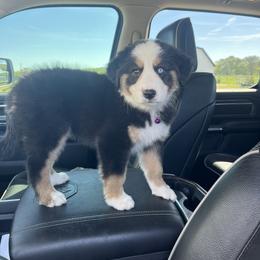 Australian Shepherd Puppies from Lovable Little Aussies
